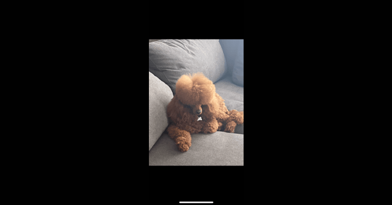 Edward Henry, a Poodle (Small) tested with EmbarkVet.com