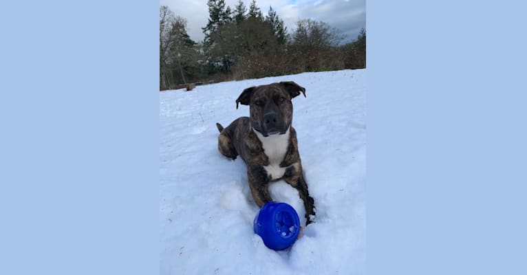 Photo of Odin, a German Shepherd Dog and American Pit Bull Terrier mix in Washington, USA