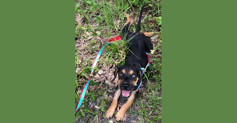 Photo of Memphis, a Bluetick Coonhound, Catahoula Leopard Dog, Treeing Walker Coonhound, Australian Cattle Dog, and Mixed mix in Loxahatchee, FL, USA