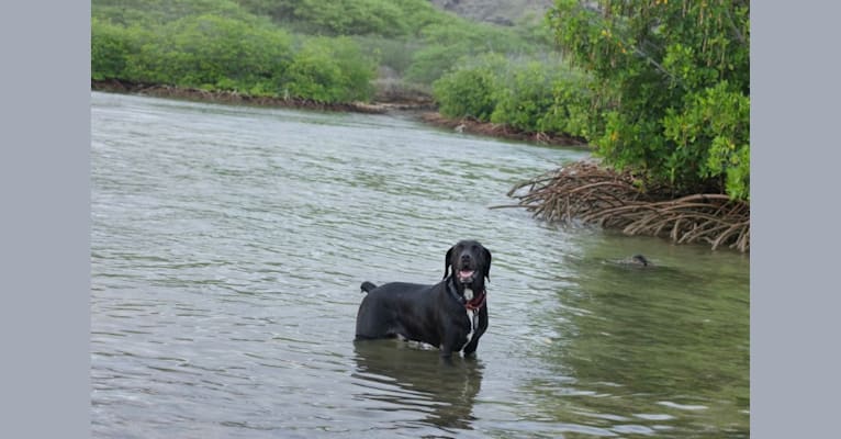 Joey, a Labrador Retriever and American English Coonhound mix tested with EmbarkVet.com