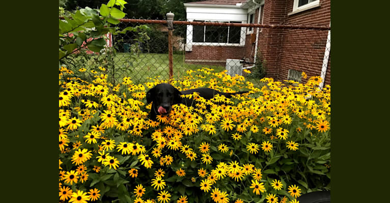 Photo of Gus, a Labrador Retriever, German Shepherd Dog, and Golden Retriever mix in Oak Park, Michigan, USA