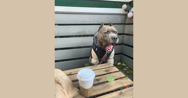 Photo of Bastion, an American Bully  in New York, USA
