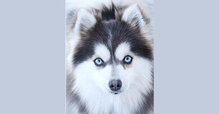 Sapphire, a Pomeranian and Siberian Husky mix tested with EmbarkVet.com