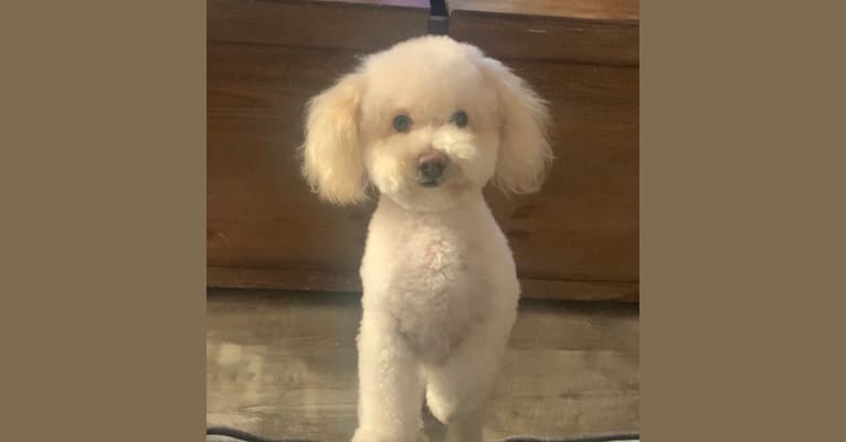 Photo of Jerry, a Poodle (Small)  in St. Louis, Missouri, USA