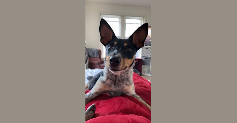 Photo of Levi, an Australian Cattle Dog, Border Collie, Pomeranian, and Mixed mix in Milwaukee, Wisconsin, USA