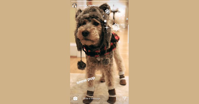 Riley, a Welsh Terrier tested with EmbarkVet.com