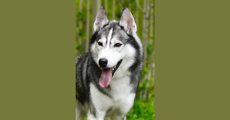 Grimm, a Siberian Husky tested with EmbarkVet.com