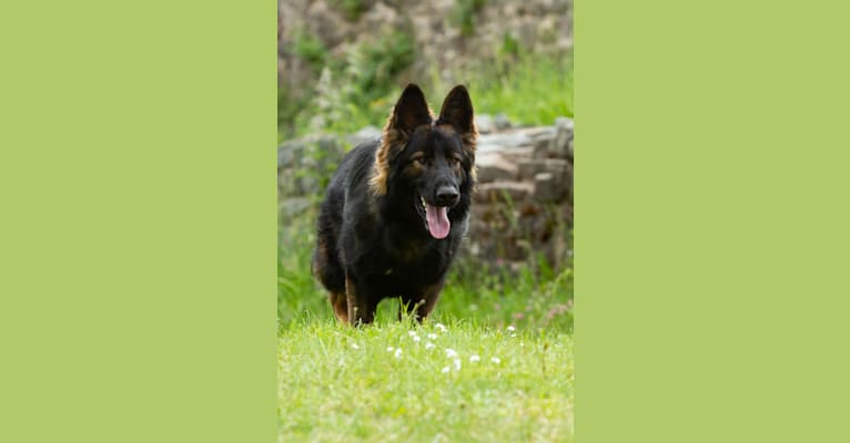 Darko, a German Shepherd Dog tested with EmbarkVet.com
