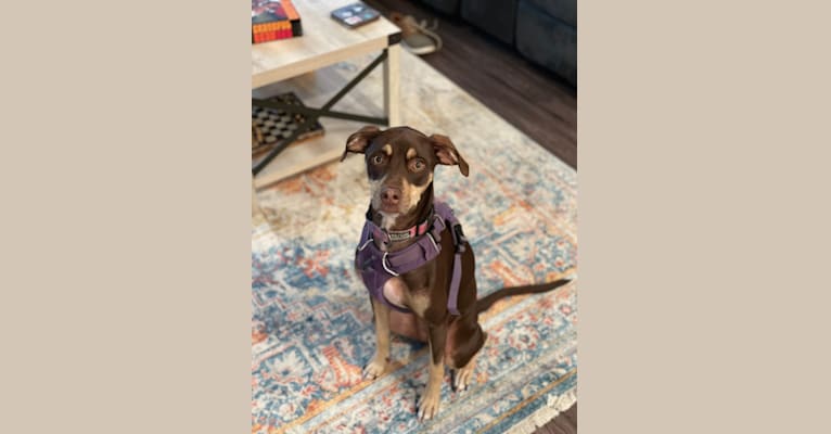 Photo of Olive, an American Pit Bull Terrier, Chihuahua, Russell-type Terrier, Miniature Pinscher, and Mixed mix in South Carolina, USA
