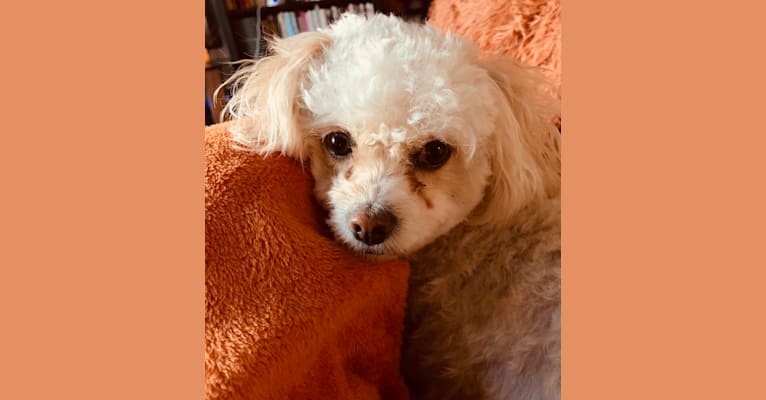Photo of Maggie Roo, a Poodle (Small), Chihuahua, Pekingese, and Mixed mix in Los Angeles, CA, USA