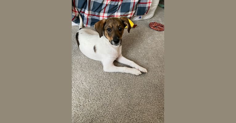 Photo of Posey, a Labrador Retriever, Treeing Walker Coonhound, Boxer, and Mixed mix in Kentucky, USA