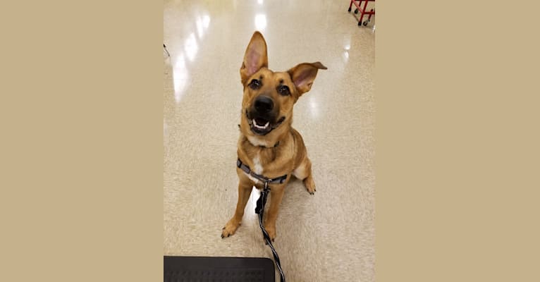 Max, a German Shepherd Dog and Rat Terrier mix tested with EmbarkVet.com