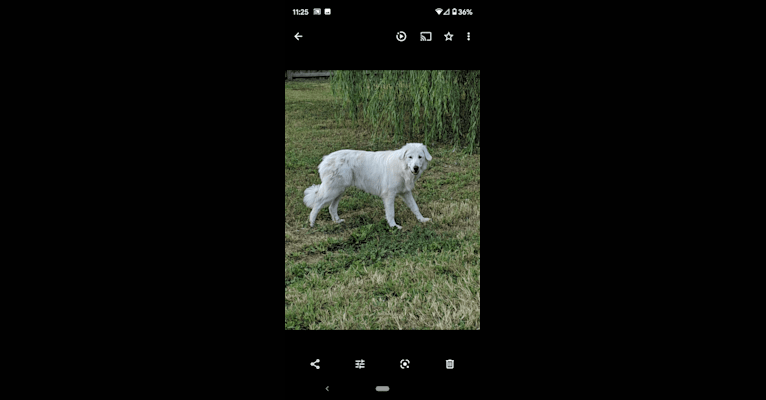 Gabriel, a Maremma Sheepdog tested with EmbarkVet.com
