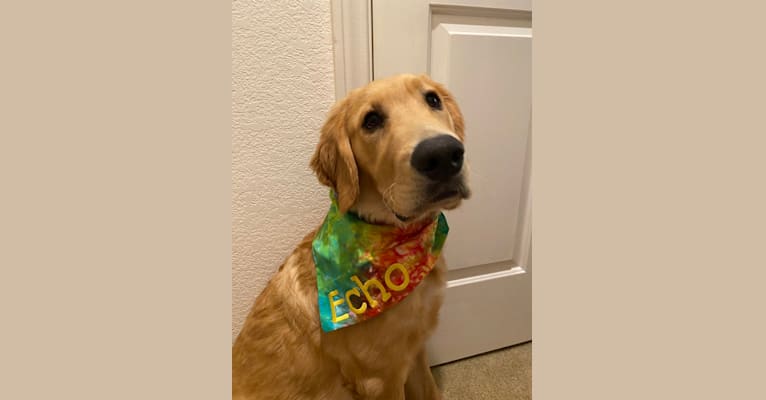 Echo, a Golden Retriever and Labrador Retriever mix tested with EmbarkVet.com