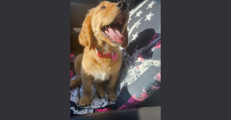 Summer, a Golden Retriever tested with EmbarkVet.com