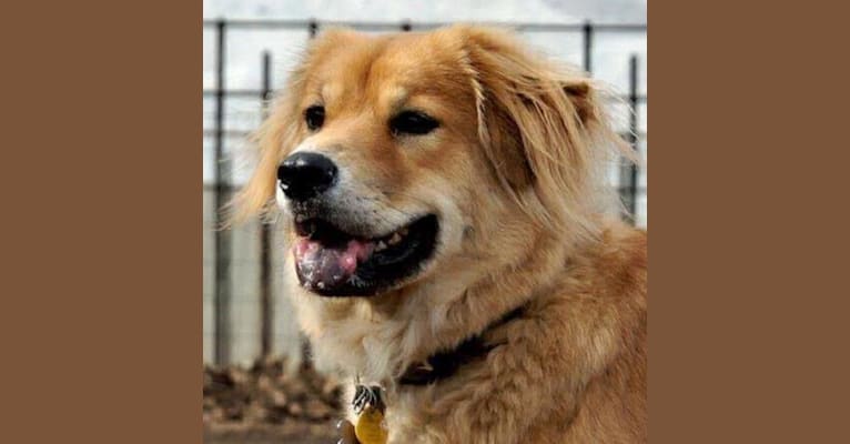Aubrey, a Great Pyrenees and Chow Chow mix tested with EmbarkVet.com