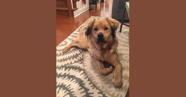 Embark Dog Dna Test Breed