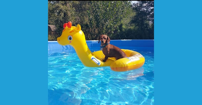 Casey, a Dachshund tested with EmbarkVet.com