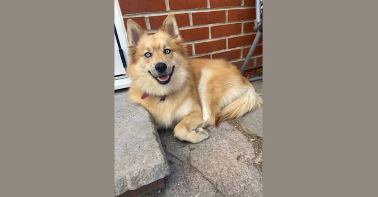 Lexi, a Siberian Husky and Pomeranian mix tested with EmbarkVet.com