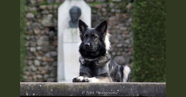 Photo of Orkane Du Phénix Argenté, a German Shepherd Dog  in Teilhet, France