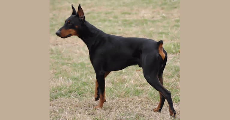 Deacon, a Doberman Pinscher tested with EmbarkVet.com