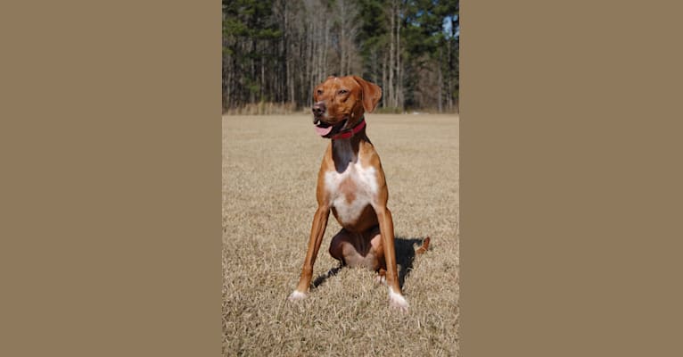 Photo of Tula, a Pointer and Llewellin Setter mix in Alabama, USA