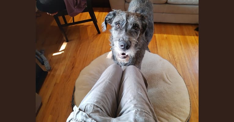 Achelois, a Bouvier des Flandres and Great Dane mix tested with EmbarkVet.com