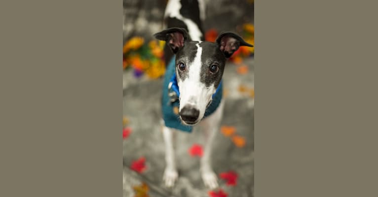 Prince, a Greyhound tested with EmbarkVet.com