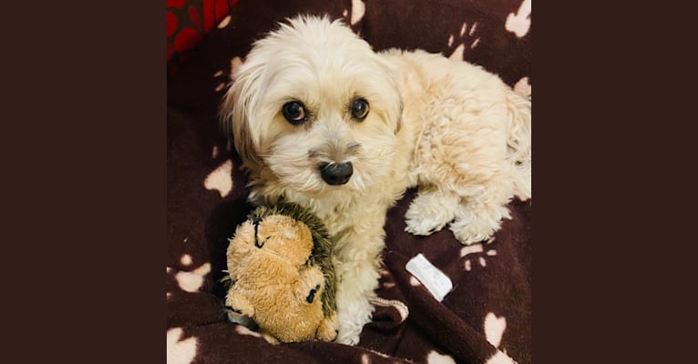 Lucki, a Shih Tzu and Poodle (Small) mix tested with EmbarkVet.com