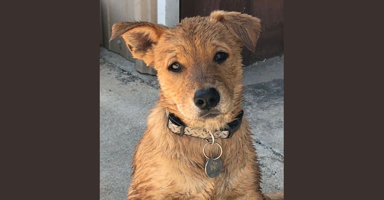 Photo of Fozzie Bear, a Chow Chow, German Shepherd Dog, American Pit Bull Terrier, Golden Retriever, and Mixed mix in Texas, USA