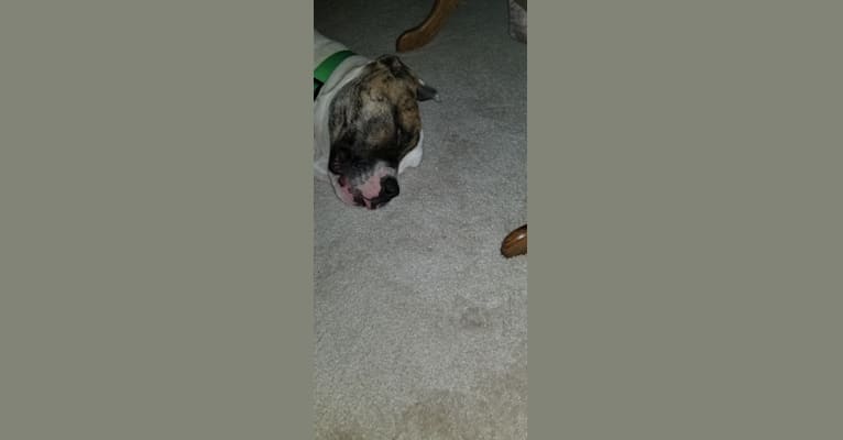 Photo of Zeus, a Bulldog and American Pit Bull Terrier mix in Texas, USA