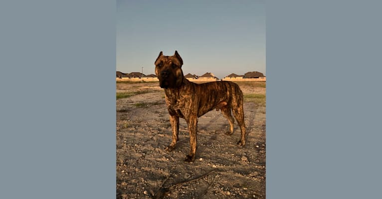 Jäger, a Perro de Presa Canario tested with EmbarkVet.com