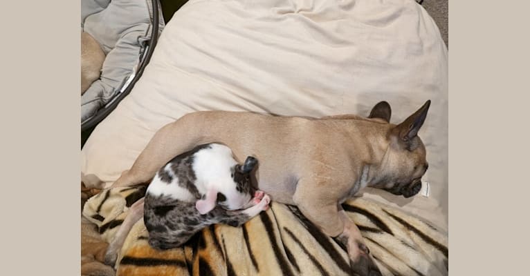 Brutus, a Boston Terrier tested with EmbarkVet.com