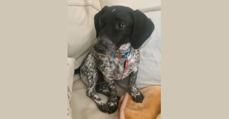 Dachshund cheap pointer mix