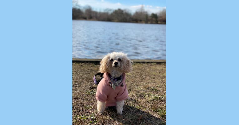 Angel, a Poodle (Small) tested with EmbarkVet.com