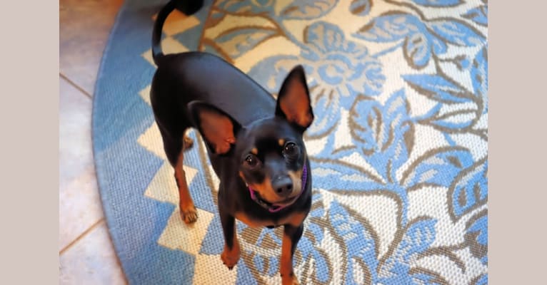 Photo of Mabel, a Prague Ratter  in Austin, Texas, USA