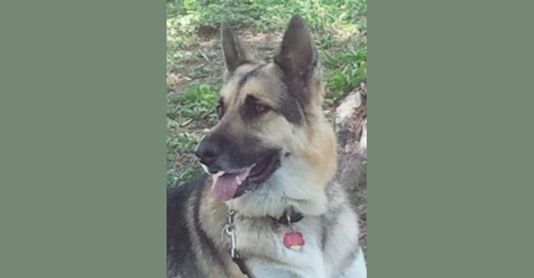 Max, a German Shepherd Dog (15.0% unresolved) tested with EmbarkVet.com