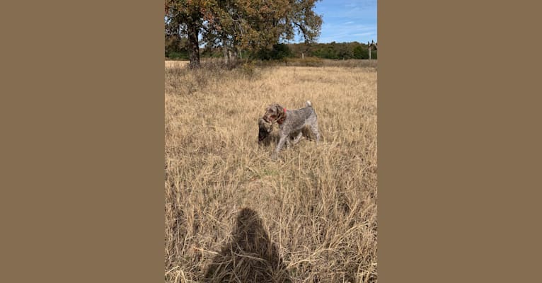 ARYA, a German Wirehaired Pointer tested with EmbarkVet.com
