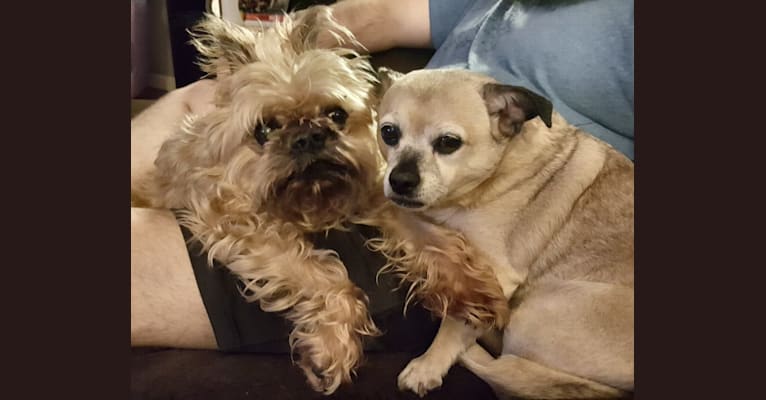 Groucho, a Brussels Griffon tested with EmbarkVet.com