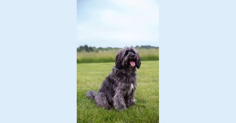 Ben, a Portuguese Water Dog and Beagle mix tested with EmbarkVet.com