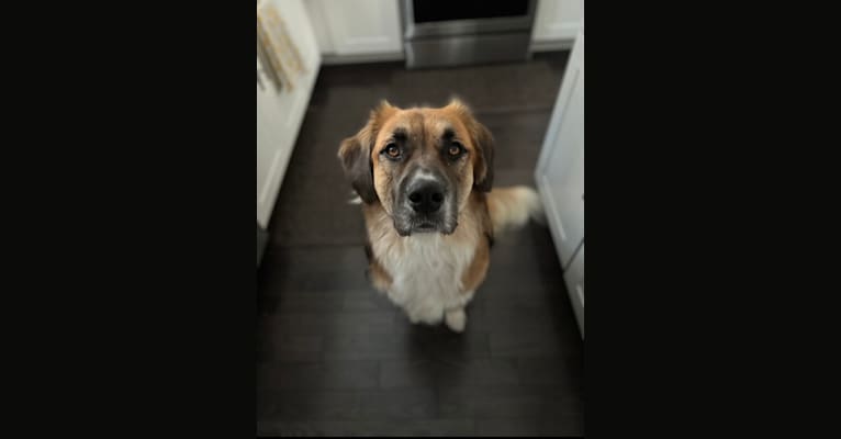 Photo of Jordy, an American Pit Bull Terrier, Great Pyrenees, Bluetick Coonhound, Beagle, and Mixed mix in Tennessee, USA