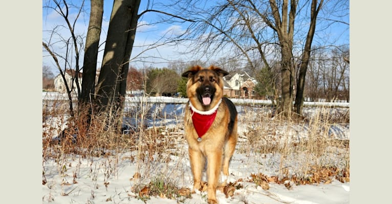 Moose, a German Shepherd Dog and Black Russian Terrier mix tested with EmbarkVet.com