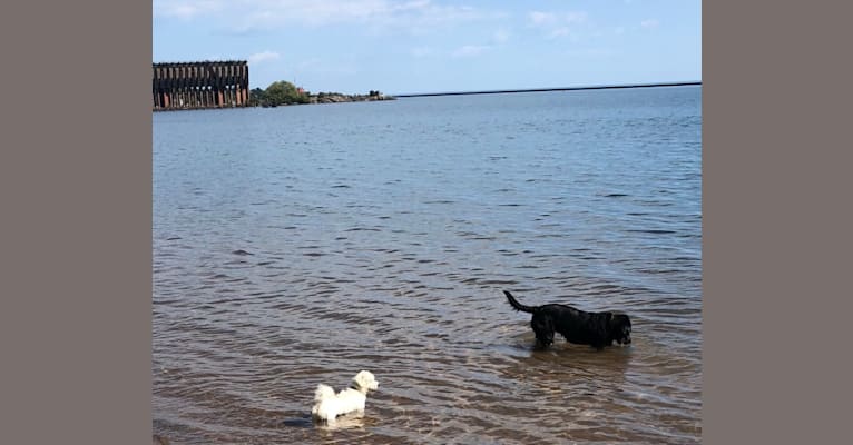 Photo of Oni, a Shih Tzu, Maltese, Russell-type Terrier, and Poodle (Small) mix in Marquette, Michigan, USA
