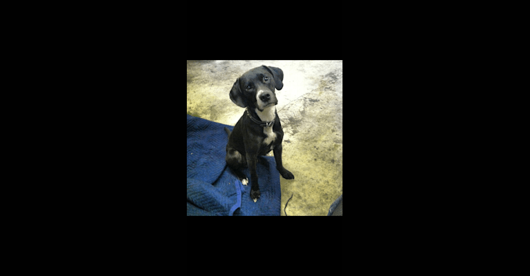 Tucker, a Labrador Retriever and American Staffordshire Terrier mix tested with EmbarkVet.com