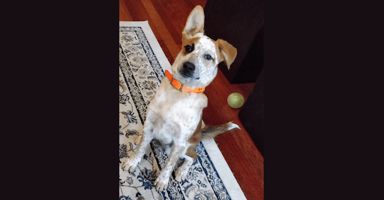 Woody, an Australian Cattle Dog and Boxer mix tested with EmbarkVet.com