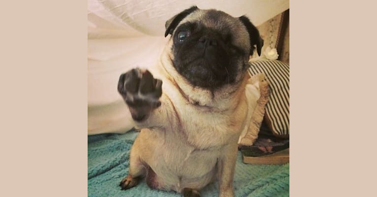 pug dna