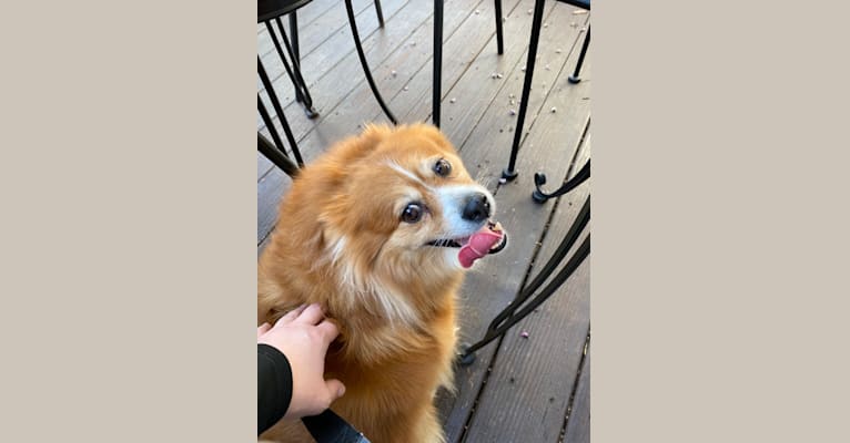Lucy, a Pomeranian tested with EmbarkVet.com