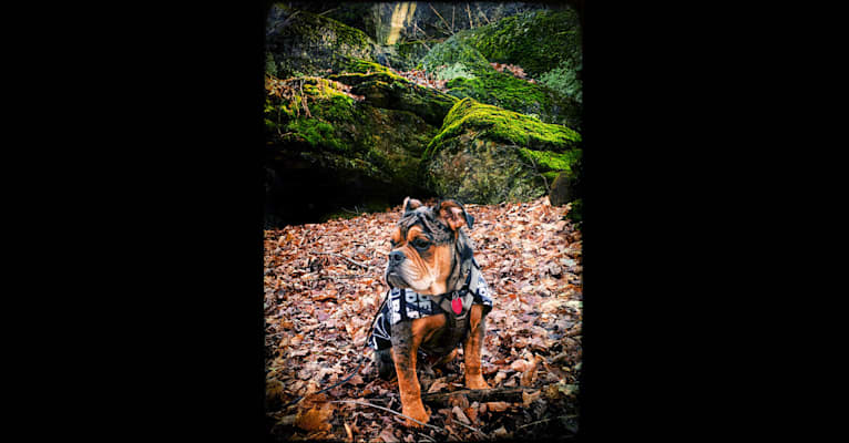 Photo of Vinny, an Olde English Bulldogge  in Kentucky, USA