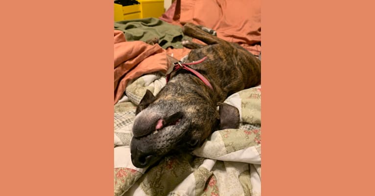 Flora, a Mountain Cur tested with EmbarkVet.com