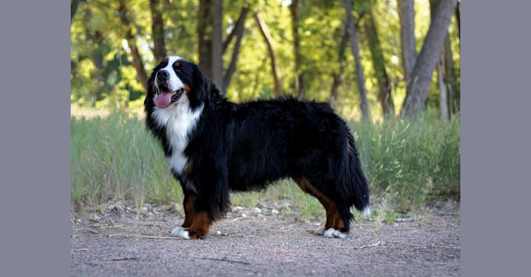 Ulysses, a Bernese Mountain Dog tested with EmbarkVet.com